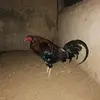 Armando Gallardo - @armando.gallardo1 - TikTok