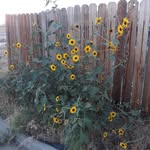 Armando Iniguez - @armando.iniguez.71 - Instagram