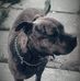 Armando Luzzi - Facebook