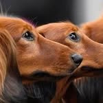 Armin Hajati - @armin.the.dog.walker - Instagram