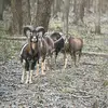 Àrmin hunter and forest walker - @arminheve - TikTok