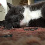 My Crazy Life As Cat🐾 - @arne__jacobsen - Instagram