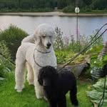 Arne Nyström - @arne6117 - Instagram