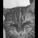 Arnie_bennett - @arnie_the_cats_news - Instagram