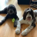 Mr. B. & Arnie P. - @bennettandarnie - Instagram