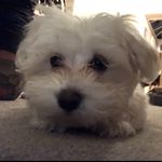 Arnie Bear Brown - @arniebrown93 - Instagram