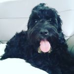 Arnie Brown - @cocker_poo_arnie - Instagram