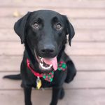 Arnie Tux Brown - @arnie_tux - Instagram