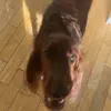 ArnieBrown85 - @arniebrown85 - TikTok