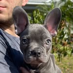 Arnold Michael D’Esposito - @arniethefrenchie__ - Instagram