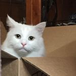 Arnie - @arnie_the_white_cat - Instagram