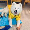 Arnie White Blizzard of Night - @arnie_floof - TikTok