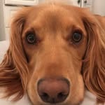 Arnie Williams - @arnie_thespaniel - Instagram