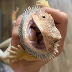 Arnold the bearded dragon - @arnold_the_bearded_dragon - Instagram