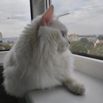 Arnold, best cat ever - @kabanevski_a - Instagram