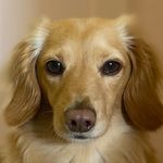 Arnold - @arnold.burger.the.dachs - Instagram