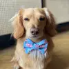 harrietrushmer - @arnold.burger.the.dachs - TikTok