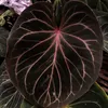 Arnold Evan - @arnold.farmers - TikTok