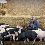 @arnold_fein_pig_farmer - Instagram