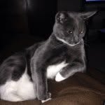 Arnold Arnie Grey Gibbons - @arnoldthecat01 - Instagram