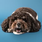 Arnold Hamilton - @arniethebernie - Instagram