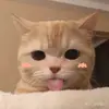 Elegant Cat - @arnoldleftwich817 - TikTok