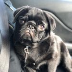 Arnold O'Brien - @arnold_littlepug - Instagram
