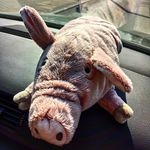 Arnold The Pig vel ArnolDZIK - @arnold.littlepig - Instagram