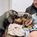 Big Arnold & Little Arthur 🌭🐶 - @arnold_arthur_thedachaundboys - Instagram