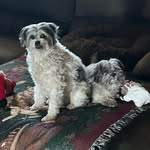 Arnold Lloyd - @the_real_arndog - Instagram
