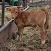 Arnoldo Loewen - @arnoldo.loewen - TikTok