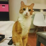 Arnold - @arnold_lovely_cat - Instagram