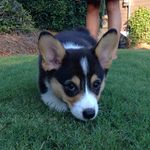 Kevin Arnold Smith-Lynch - @kevin.the.corgi - Instagram