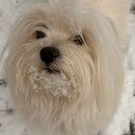 Арнольд - @arnold_malteze - Instagram