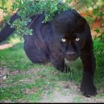 Arnold aman - @arnold_manny - Instagram