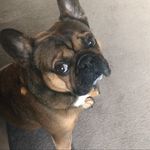 Arnold Moore - @arniethefrenchie2021 - Instagram