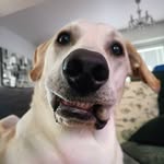 Arnold Kevin Nelson - @hey_its_arnold_lab - Instagram
