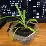 Arnold - @arnold_the_plant - Instagram