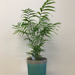 Arnold The Plant - @arnoldtheplant - Instagram