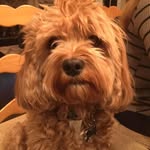 Arnold Pressman - @pressmanarnold - Instagram