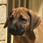 Harley Quinn Arnold - @harleyquinnarnold - Instagram