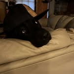 Daltin Aurentz - @redd_arnold - Instagram