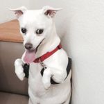 arnold Rice - @arnoldrice502 - Instagram