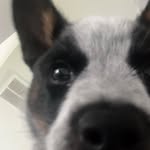 Ringo the dawg - @ringo.arnold - Instagram