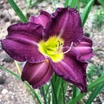 Kelley Arnold Roark - @daylilygrlhappyfound - Instagram
