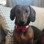 Arnold Robinson - @arnold_thesausage - Instagram