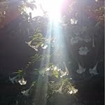 Arnold Roche - @rochajosevaldeci763 - Instagram
