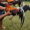 EA GameFarm - @arnoldgeroche1 - TikTok