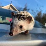 arnold p. rogers - @arn.da.hedgie - Instagram