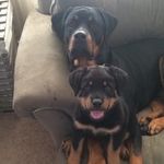 Hank And Arnold Rogers - @rogers_rotties - Instagram